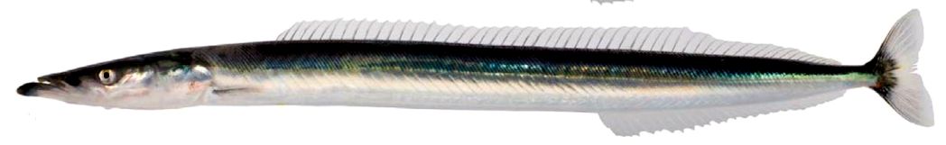 Hyperoplus lanceolatus_08.jpg